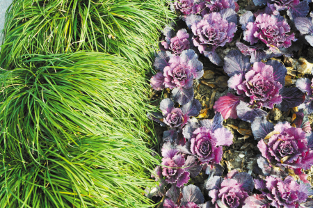 中國風景園林網