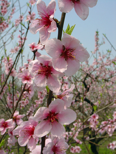 上海植物園的主要桃花品種及其花期 植物造景|園林綠化 中國風景園林網