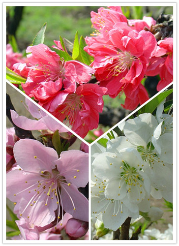 上海植物園的主要桃花品種及其花期壽星桃 植物造景|園林綠化 中國風景園林網