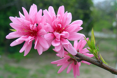 上海植物園的主要桃花品種及其花期菊花桃 植物造景|園林綠化 中國風景園林網