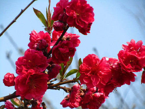 上海植物園的主要桃花品種及其花期紫葉桃 植物造景|園林綠化 中國風景園林網