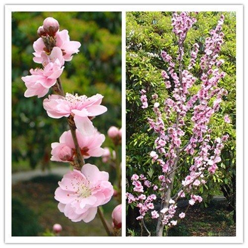 上海植物園的主要桃花品種及其花期塔形桃 植物造景|園林綠化 中國風景園林網