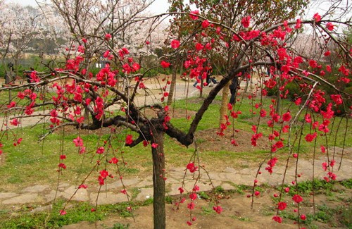 上海植物園的主要桃花品種及其花期垂枝紫葉桃 植物造景|園林綠化 中國風景園林網