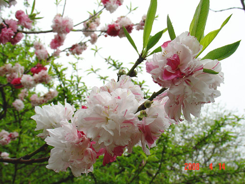 上海植物園的主要桃花品種及其花期酒金碧桃 植物造景|園林綠化 中國風景園林網