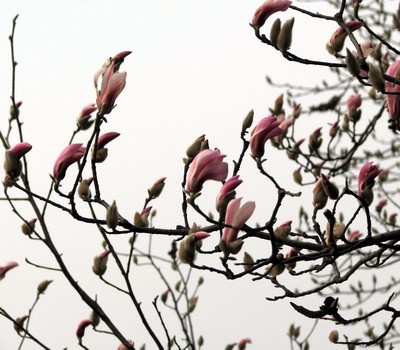 北京植物園 望春玉蘭 公園