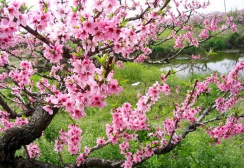北京植物園桃花 公園 中國風景園林網