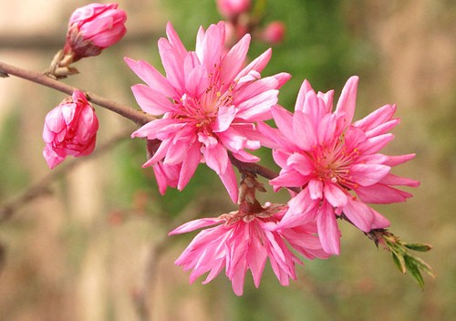 北京植物園桃花 公園 中國風景園林網