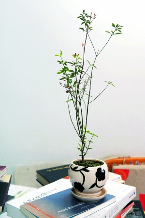 園林設計師 呂兆球 園林景觀