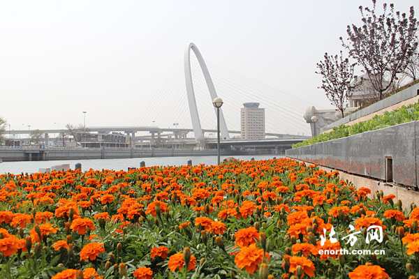 綠化 海河 堤岸綠化