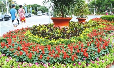 花卉 三亞 五一