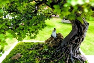 趣怡園展出這個盆景綠意盎然且頗具詩意