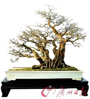 謝榮耀的盆景作品雀梅《橫林待鶴歸》。