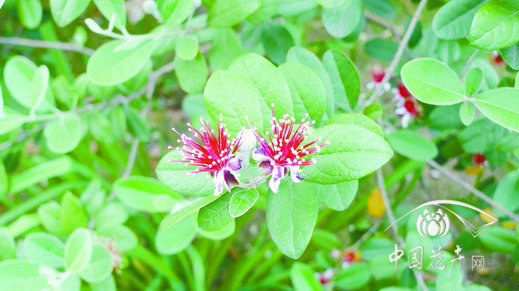 菲油果花朵