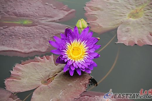 美麗的“極紫蓮”