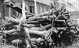 香樟樹 廣陽鎮 名貴香樟