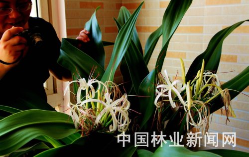 文殊蘭 花卉 養護