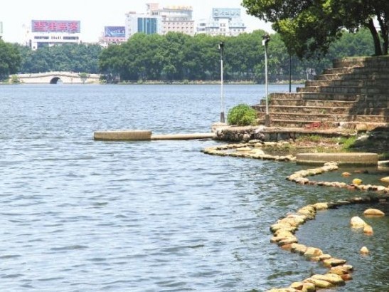 九江 景觀 水生植物