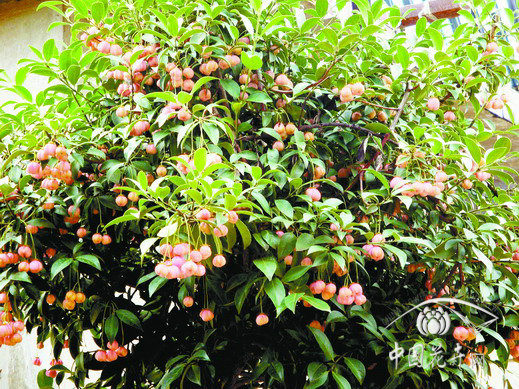 云南 衛矛 市場