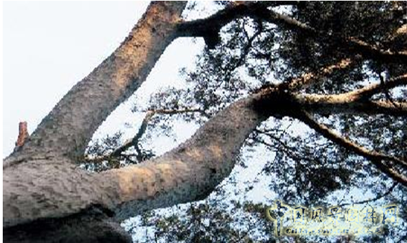 劉秀晨 綠色的云 城市規劃 風景園林 城市建設 中國風景園林網