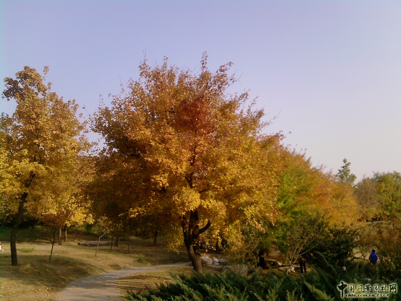 香山紅葉 秋游植物園 萬葉戀歌 植物園 紅楓