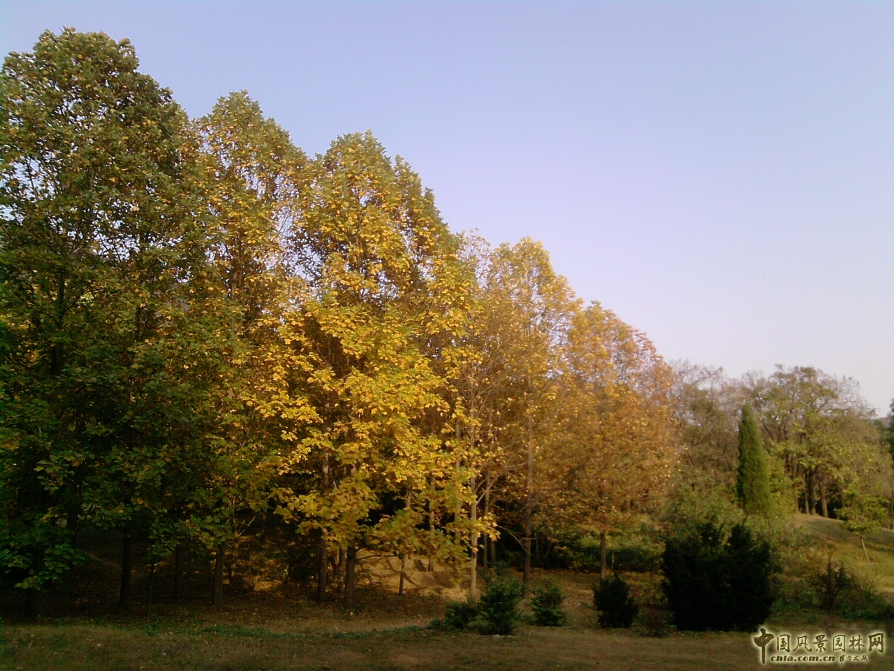 香山紅葉 秋游植物園 萬葉戀歌 植物園  紅楓