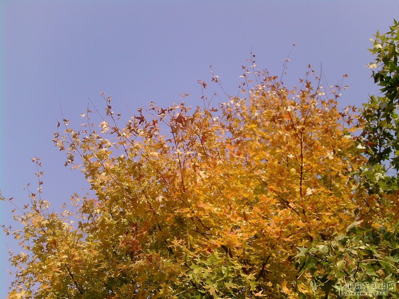 香山紅葉 秋游植物園 萬葉戀歌 植物園