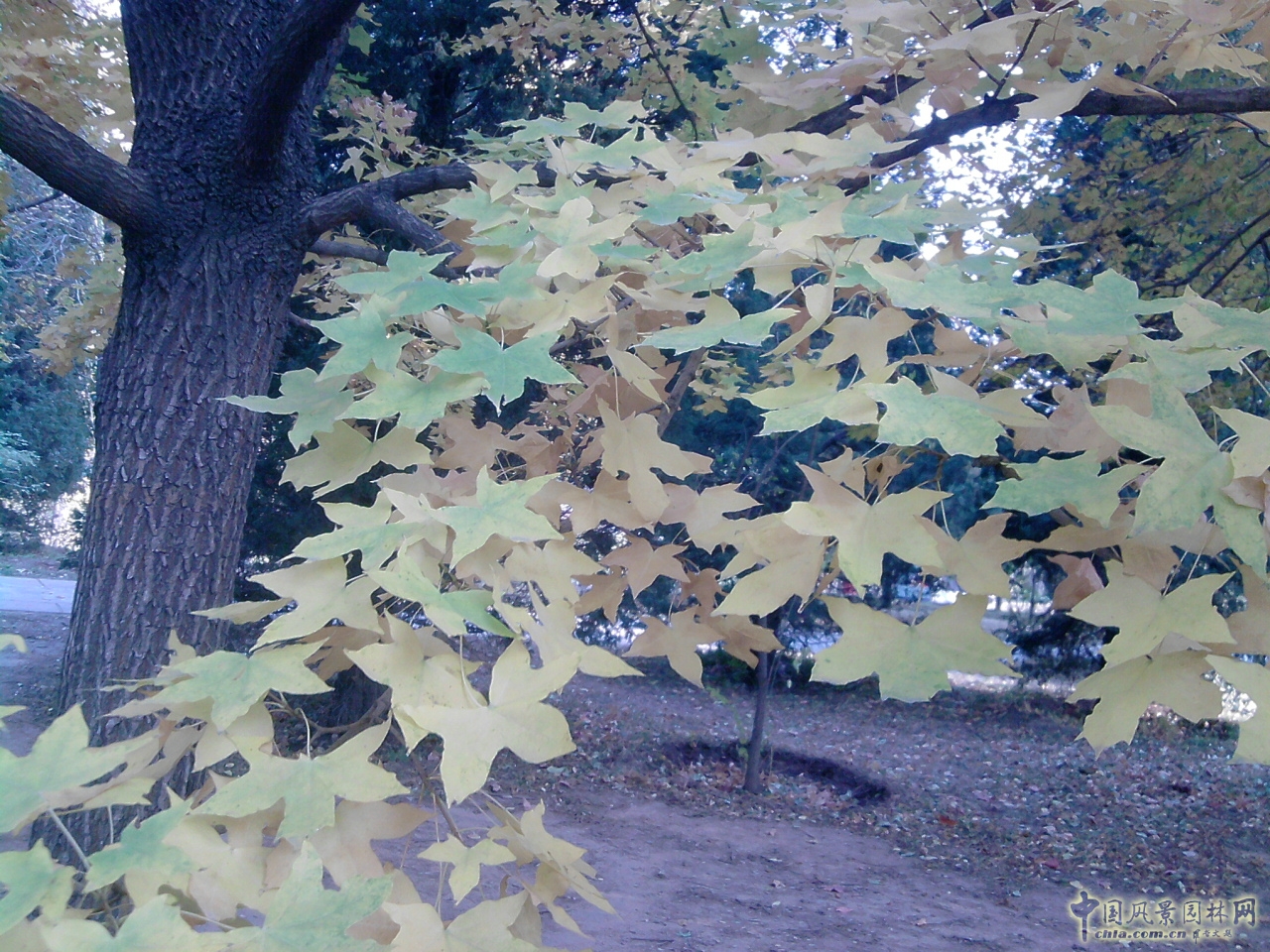 香山紅葉 秋游植物園 萬(wàn)葉戀歌 植物園 