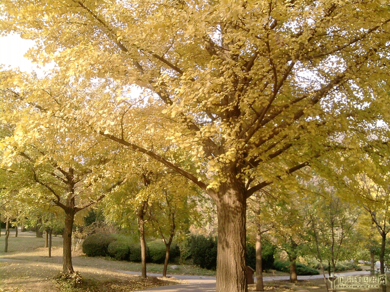 香山紅葉 秋游植物園 萬葉戀歌 植物園 紅楓