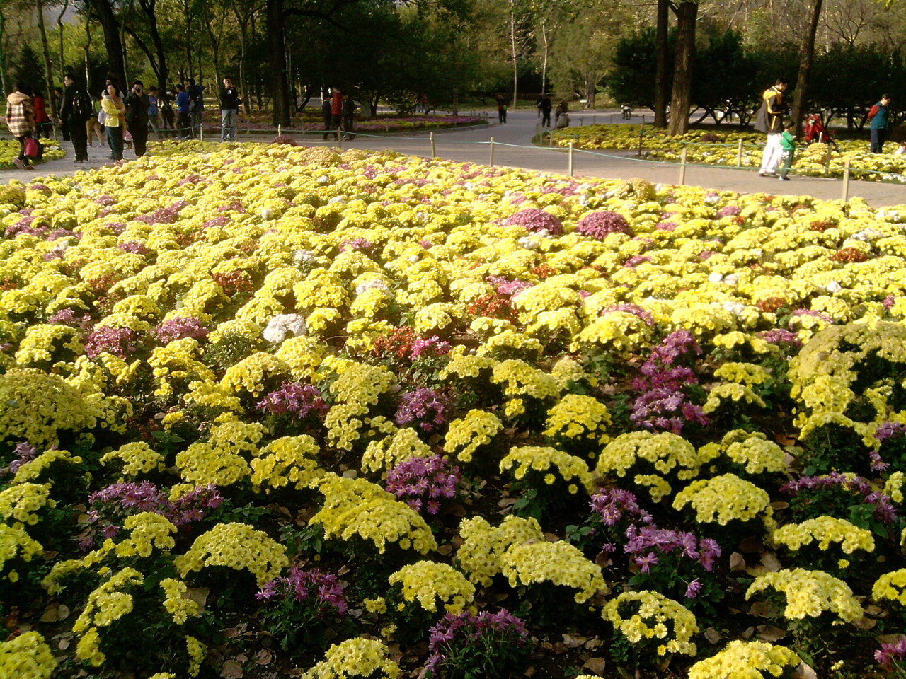 香山紅葉 秋游植物園 萬葉戀歌 植物園 紅楓