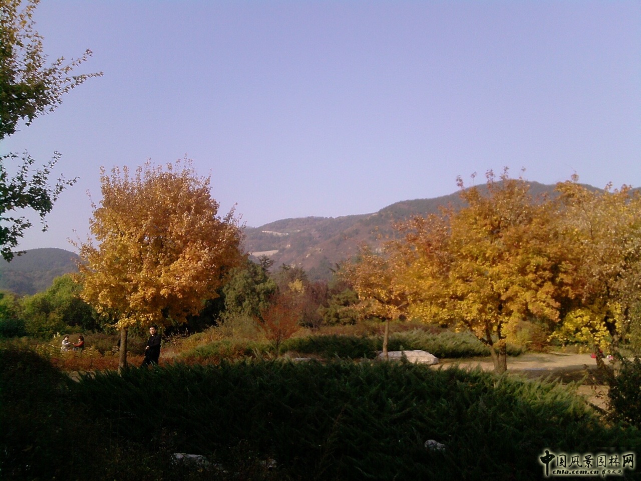 香山紅葉 秋游植物園 萬葉戀歌 植物園 紅楓