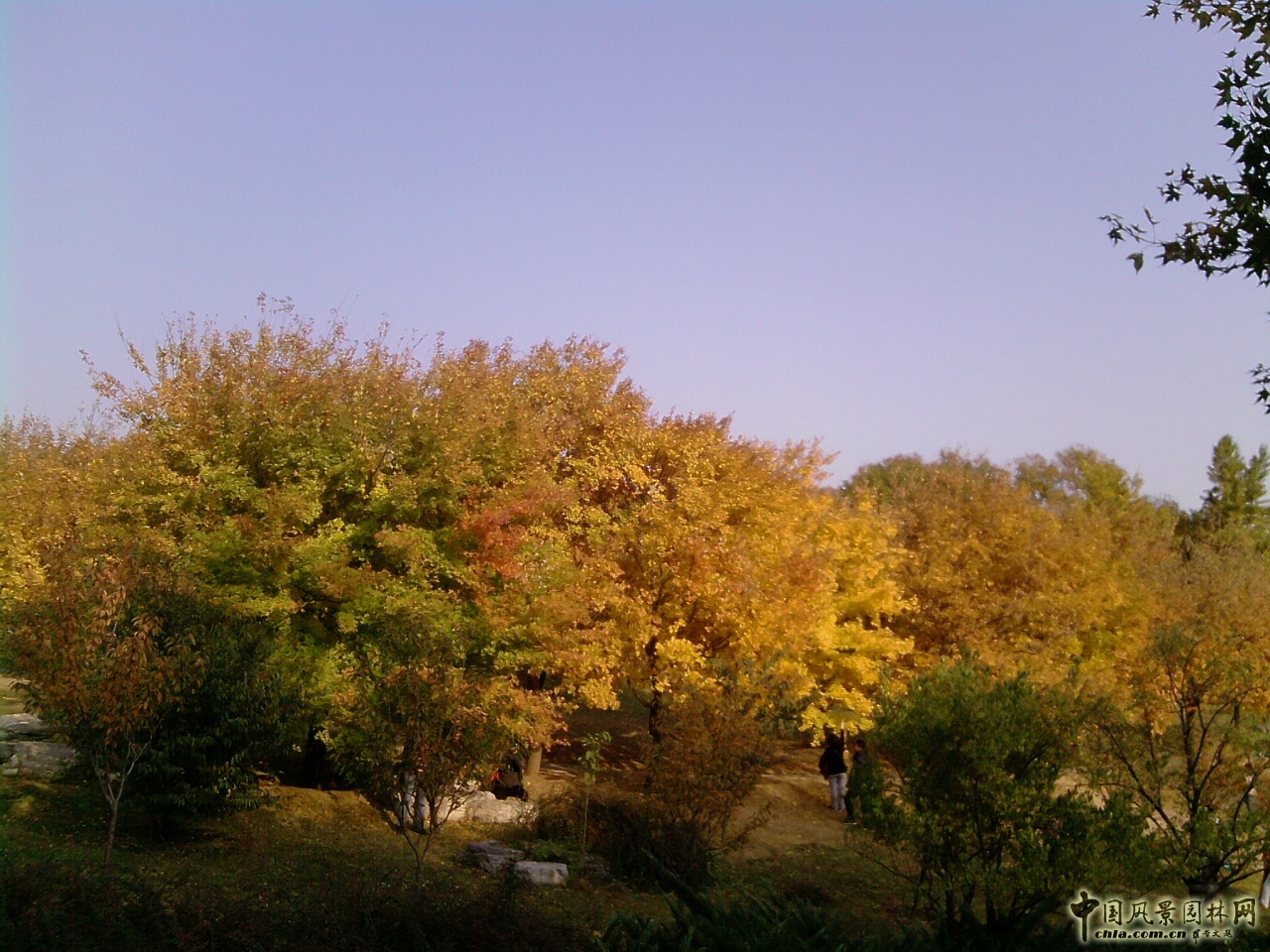 香山紅葉 秋游植物園 萬葉戀歌 植物園 紅楓