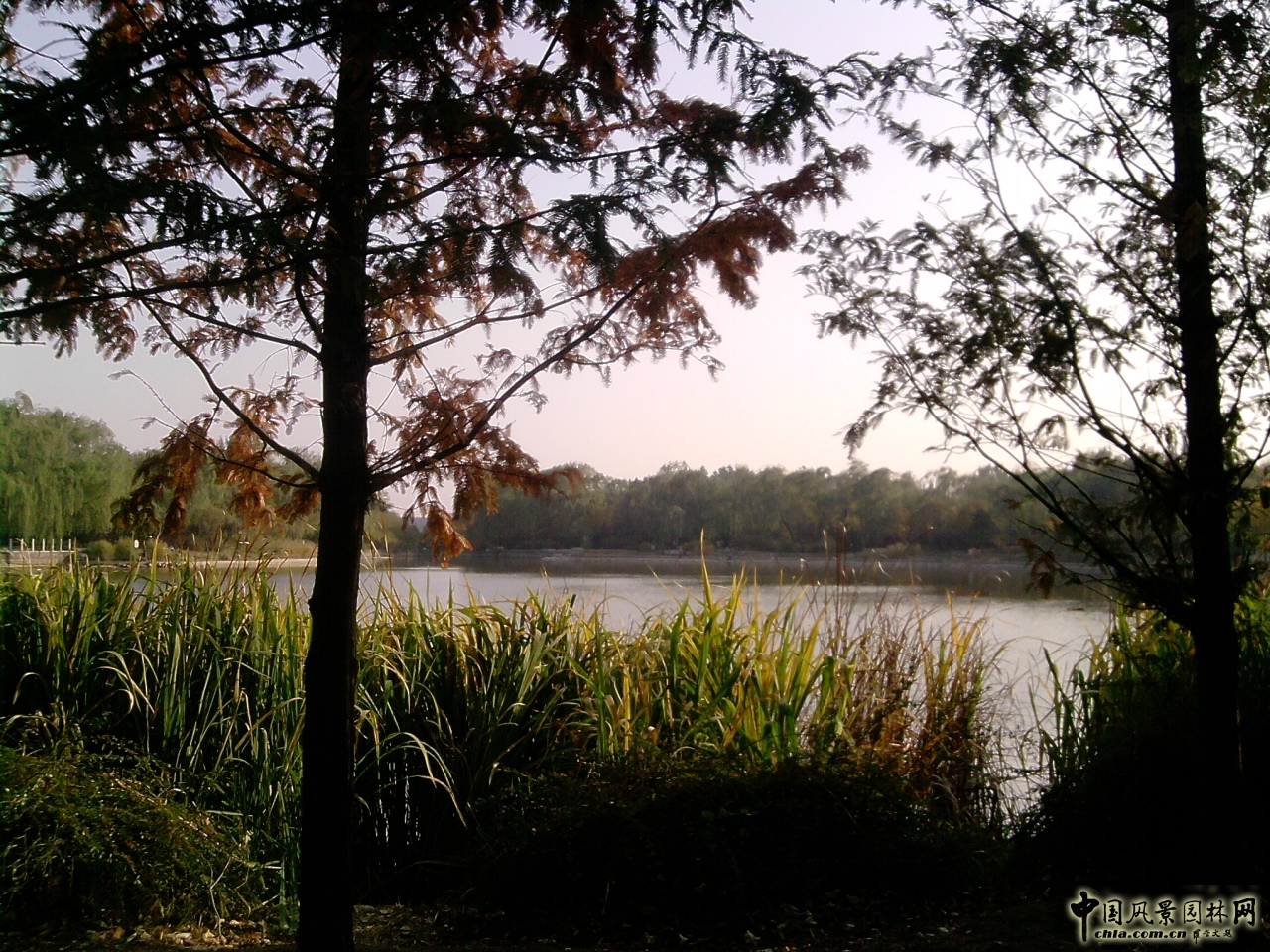 香山紅葉 秋游植物園 萬(wàn)葉戀歌 植物園 紅楓