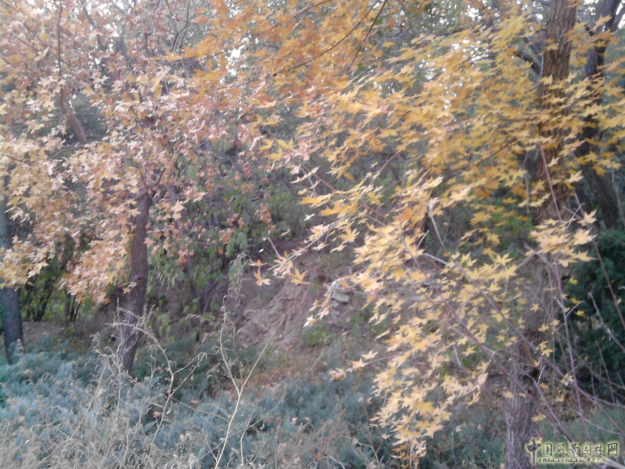 香山紅葉 秋游植物園 萬葉戀歌 植物園 紅楓