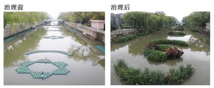 人工浮島處理前后對比