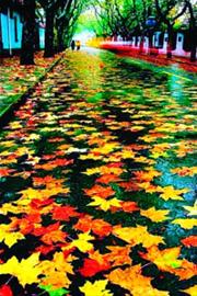 徐匯區(qū)落葉景觀路