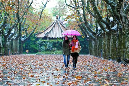 在許多街頭，梧桐樹葉紛紛落地，市民們打著雨傘行走在街頭 殷立勤　攝