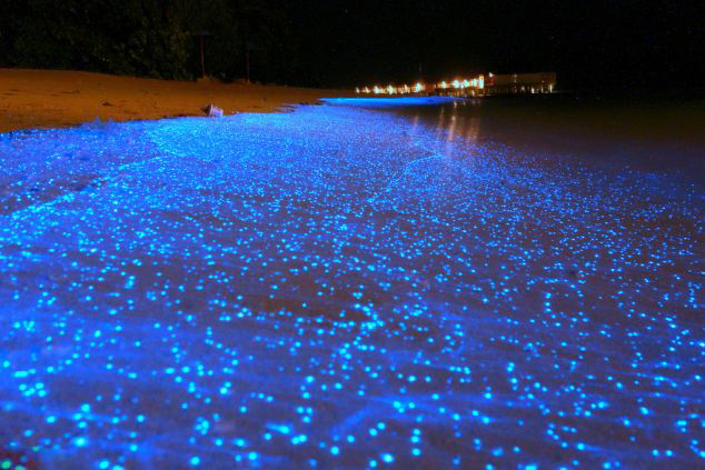 馬爾代夫海灘發(fā)光浮游植物造奇景