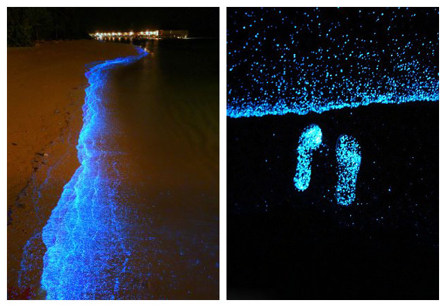 馬爾代夫海灘發(fā)光浮游植物造奇景