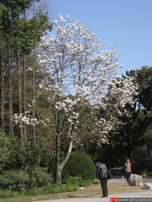 上海植物園內的白玉蘭已經開放
