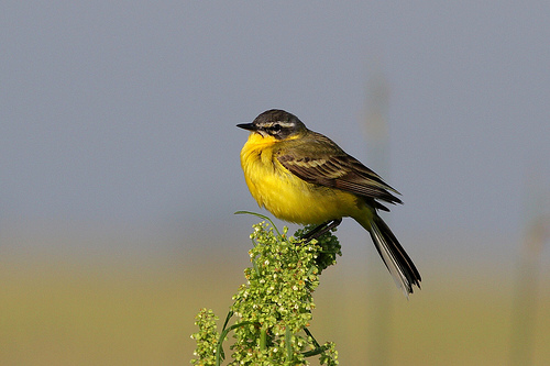 匈牙利霍爾多巴吉國家公園