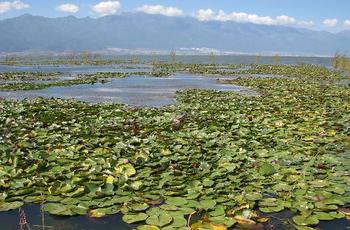 美麗中國 市政園林 生態修復 生態文明