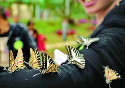 4月22日，長(zhǎng)沙市望城區(qū)白箬鋪鎮(zhèn)，光明蝶谷公園內(nèi)，五彩蝴蝶與游人“親密”接觸。