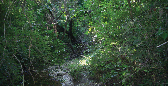 達(dá)拉斯莊園