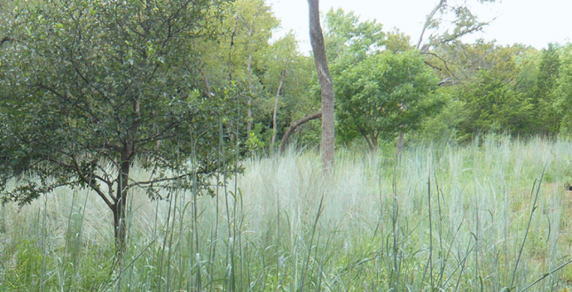 達(dá)拉斯莊園