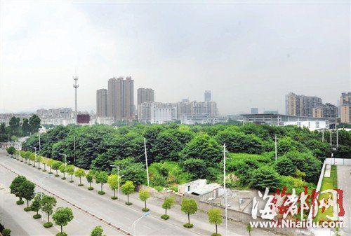 垃圾山儼然成了市區里的一片小森林