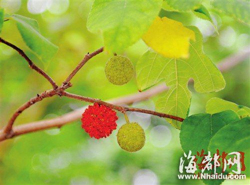 構樹上的小果子，引來覓食的鳥兒