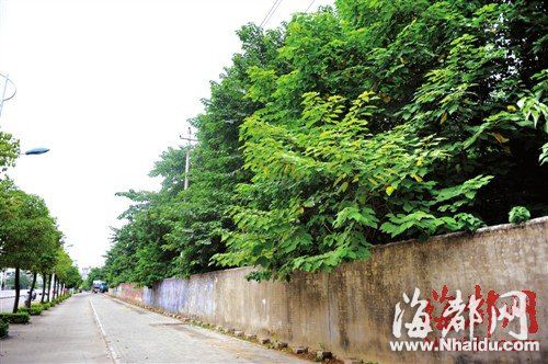 垃圾山上樹木茂盛，就長在路邊