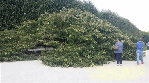 巴黎植物園
