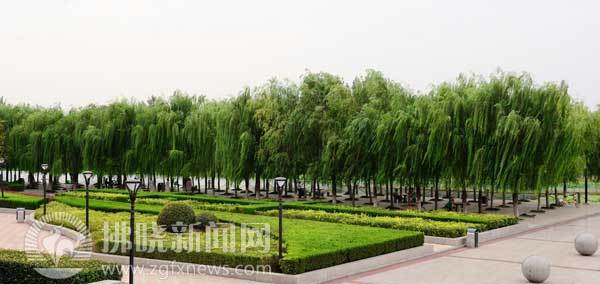 濱河景觀帶壘起一扇綠屏