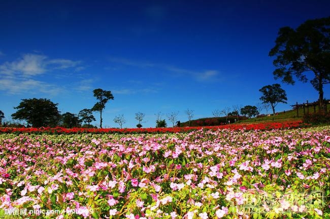 大溪花海農(nóng)場(chǎng)